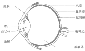 眼睛結(jié)構(gòu) 眼睛結(jié)構(gòu)
